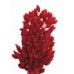 PHALARIS Red 24"-